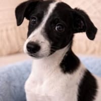 Anton ist bereit, Hund zur Adoption
