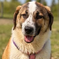 Mara sucht ihr Zuhause, Hündin zur Adoption