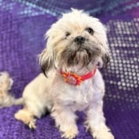 Pippa sucht ihre Menschen, Hündin zur Adoption