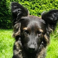 Traumhund für Hütehund-Liebhaber, Hund zur Adoption