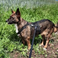 Nala sucht ihr Für-immer-zuhause, Hündin zur Adoption