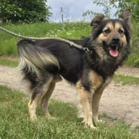 Liebenswerter Rex, Hund zur Adoption