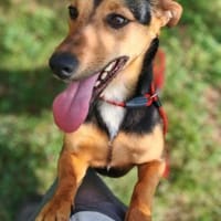 Ficko`s größter Wunschbitte nimm mich, Hund zur Adoption