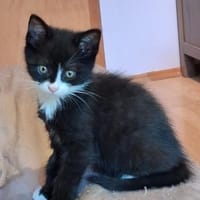 Orio und seine Geschwister, Kater zur Adoption