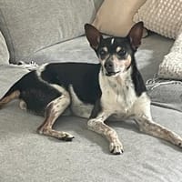 Poldo, Hund zur Adoption