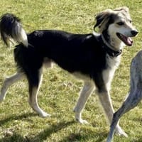 Cooper, aktiv, klug, lernwillig, Hund zur Adoption