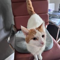 Sehr lieber Schmusekater sucht Zuhause, Kater zur Adoption