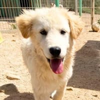 Jamy, Hündin zur Adoption