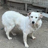 Vilu, zarte Schönheit sucht Plätzchen, Hündin zur Adoption