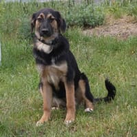 Queen - Für-Immer-Körbchen gesucht, Hund zur Adoption