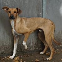 Miki, freundlich, lernwillig, agil, Hund zur Adoption