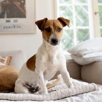 Susino freut sich auf sein neues Leben, Hund zur Adoption