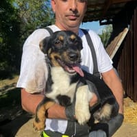 Vivi - aktive Hündin, Hündin zur Adoption