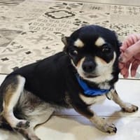 Chica 8 sucht /Zuhause, Hündin zur Adoption