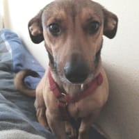 NANO 💙💙💙 sonnig , neugierig , lieb, Hund zur Adoption
