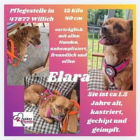 💕Elara 💕 sucht ihre Familie, Hündin zur Adoption