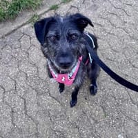 KARL HAT ETWAS GLÜCK VERDIENT, Hund zur Adoption