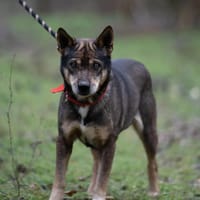 LACIKA (BE)  sanfter Rüde mit großem He, Hund zur Adoption
