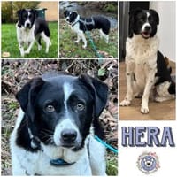 HERA -Sanfte, neugierige Seele-, Hündin zur Adoption