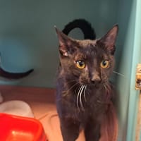 MINOUCHE, chat à adopter