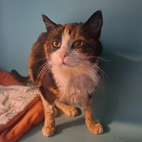 PEEWEE, chatte à adopter