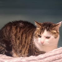 Nina, chatte à adopter