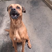 Tchips, chienne à adopter