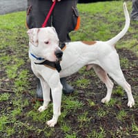CHRISTOPHE, chien à adopter
