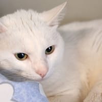 BLANCO, chat à adopter