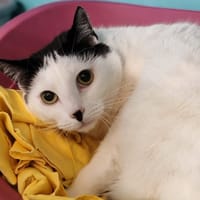 SUKI, chatte à adopter