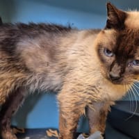 Sitelle, chat à adopter