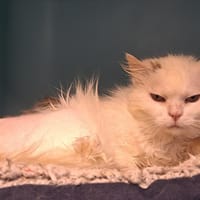 VAR, chatte à adopter