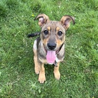 PUNCHA, chienne à adopter