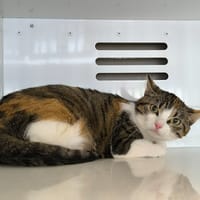 NALA, chatte à adopter