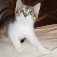 BOO-BOO, chatte à adopter