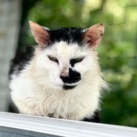 Gustave, chat à adopter