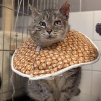 CLAVECIN, chat à adopter