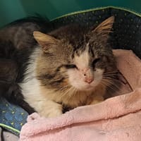Bombyx, chat à adopter