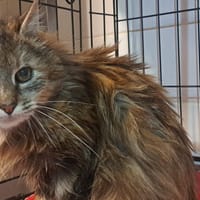 MARIVAUX, chatte à adopter