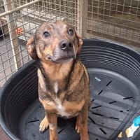 Roby, chien à adopter