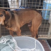 DJANGO, chien à adopter