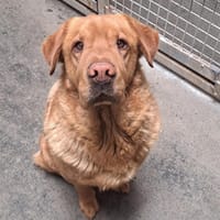 NINIO, chien à adopter