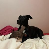 Berg, chien à adopter