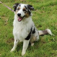 POTTER PAA24242, chien à adopter