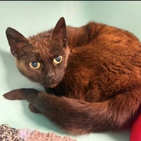 BAGHERA, chatte à adopter