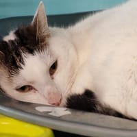 TIBOU, chat à adopter