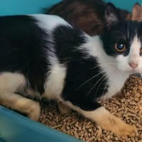 HONFLEUR, chatte à adopter