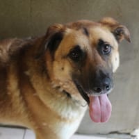 raul, chien à adopter
