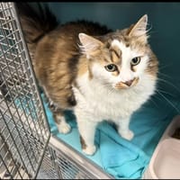 TIMBER, chat à adopter