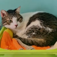 Pépite, chat à adopter